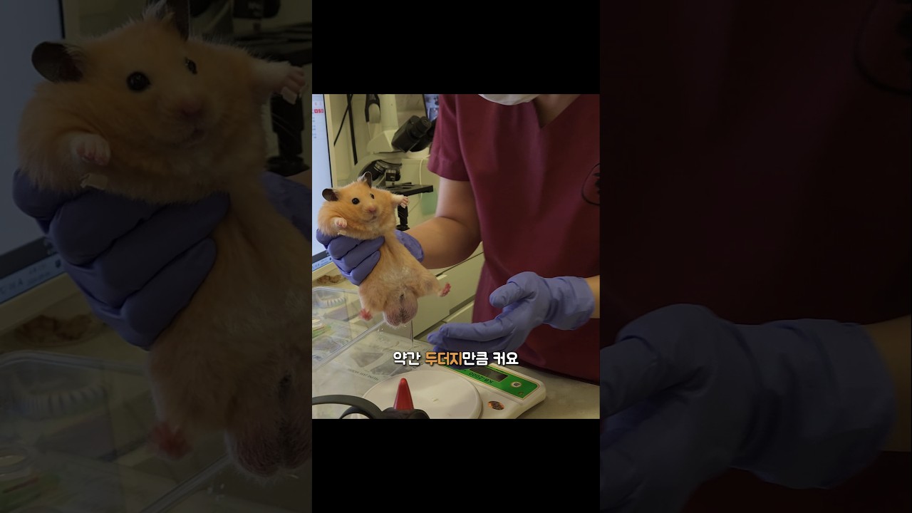 햄스터가 두더지만큼 크다는 병원 원장선생님
