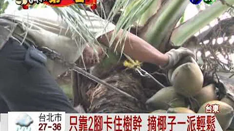 摘椰高手老经验 10秒爬上椰子树 - 天天要闻