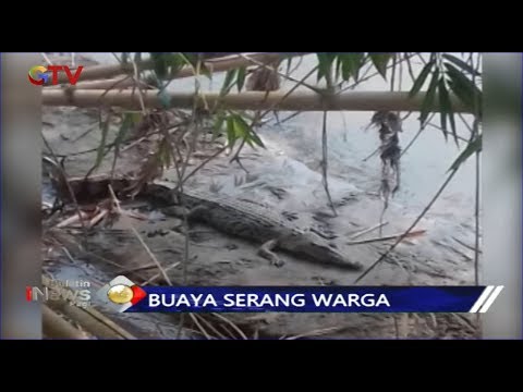 Buaya Serang Dua Orang Warga di Tanggamus, Lampung - BIP 20/10