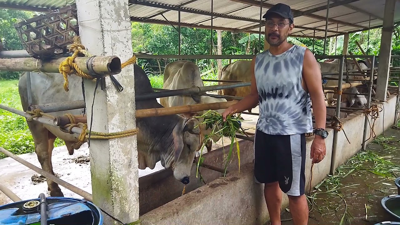 Paraan ng Pagkokondisyon Bago Ibenta ang Baka