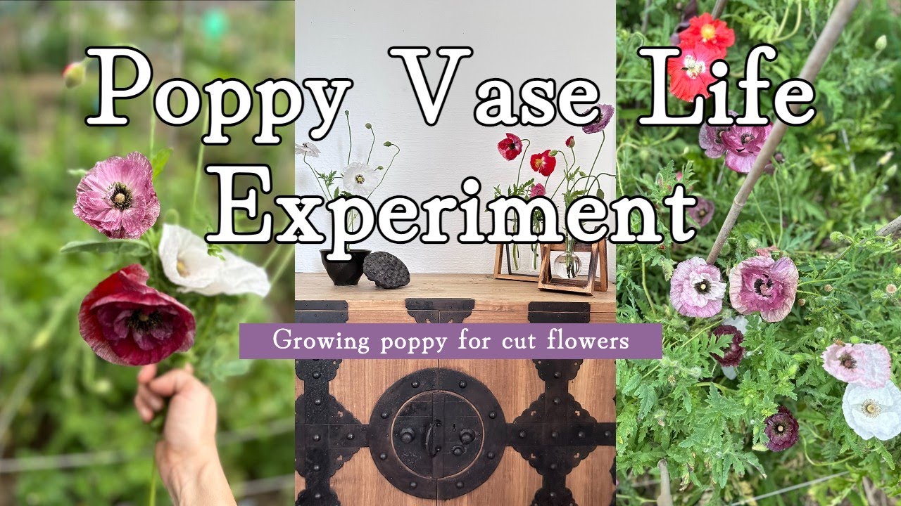 Poppy Life Poppy vase life experiment, How long will my poppy last after being cut ...