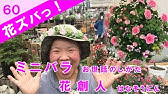 ミニバラを長持ちさせるにはレンゲローズ寄せ植えギャザリングで気をつけること 花ズバっ 1旬の花とその使いかた紹介 花創人ガーデニング教室 Youtube