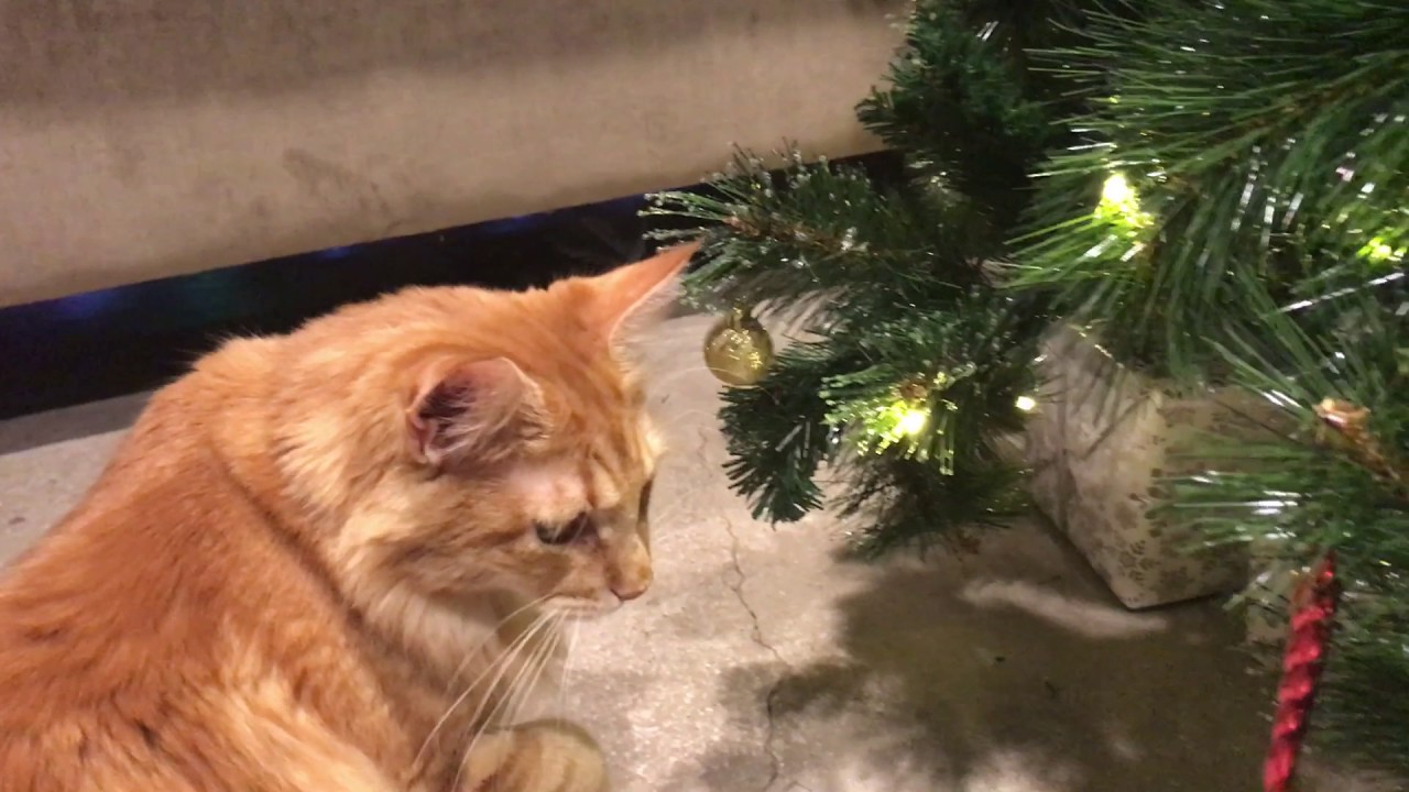 funny cats sleeping in weird positions compilation 2014 funnyplox Cat Cafe Christmas