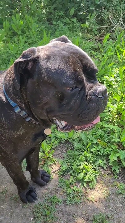 what-does-cane-corso-mean-canecorso-dog-dogs-youtube