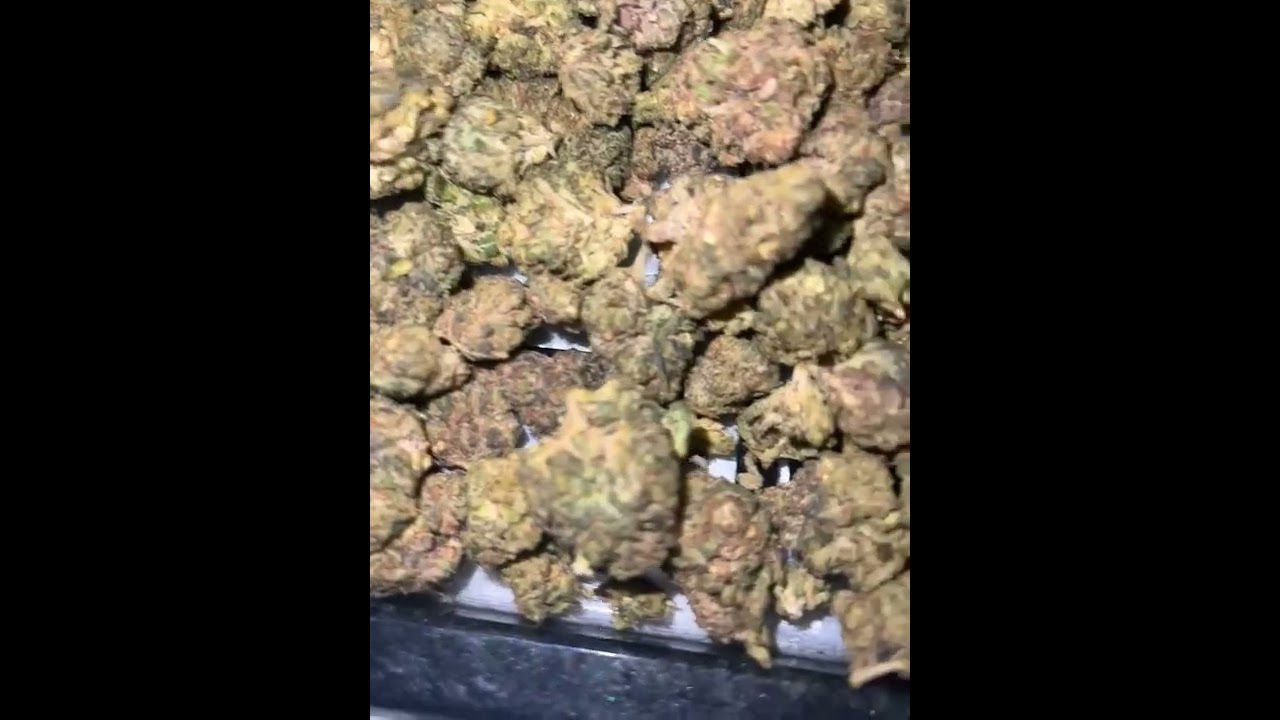 The Hemp Cartels Indoor Purple Kush !