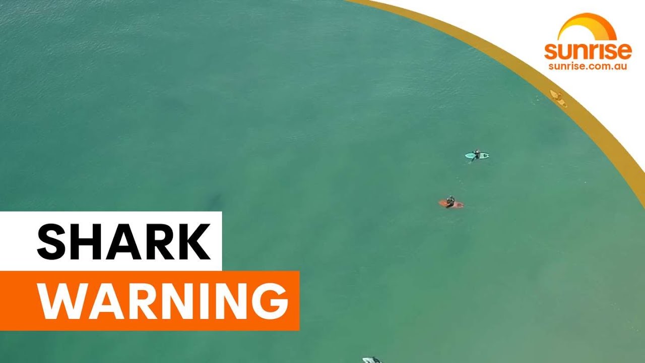 Sydney beaches face elevated shark risk after floods | Sunrise