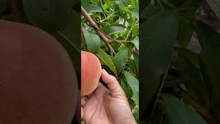 First Ripe Peach Of My Garden