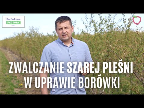 Zwalczanie szarej pleśni w uprawie borówki | Borówkowe Factory