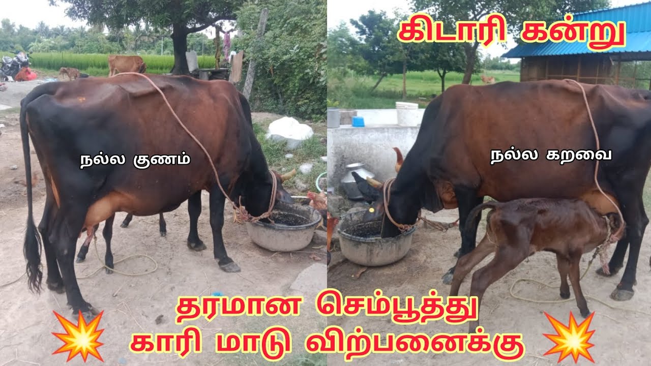 அருமையான செம்பூத்து காரி கன்று மாடு விற்பனைக்கு hf jersey cow for sale