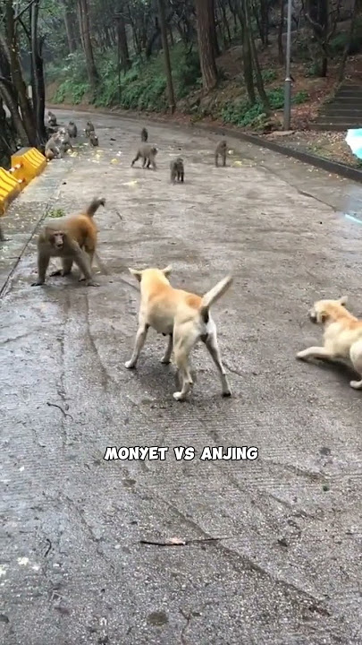 Anjing vs monyet apa yang akan terjadi. #vsmchannel #hewanlucu #shorts
