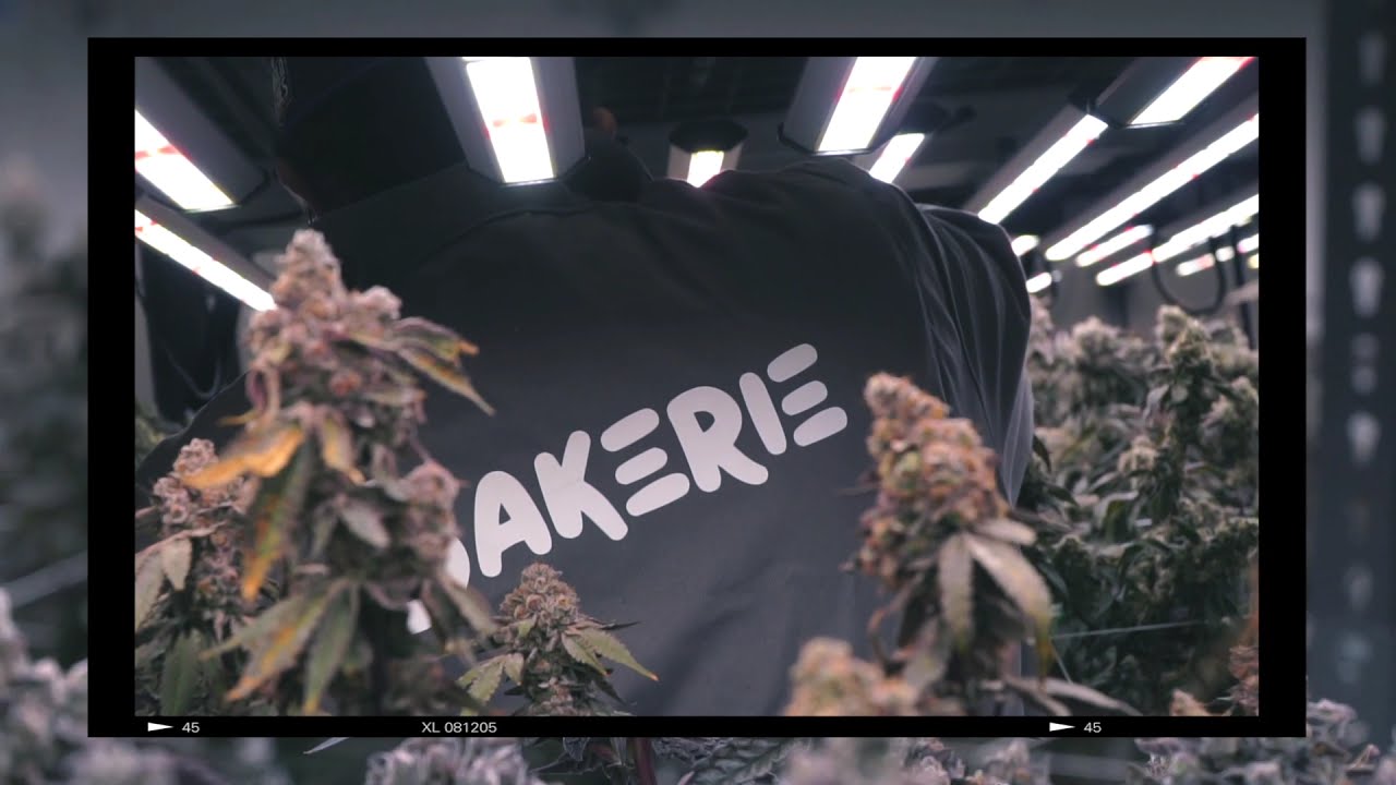 New Cannabis Strains From The Bakerie