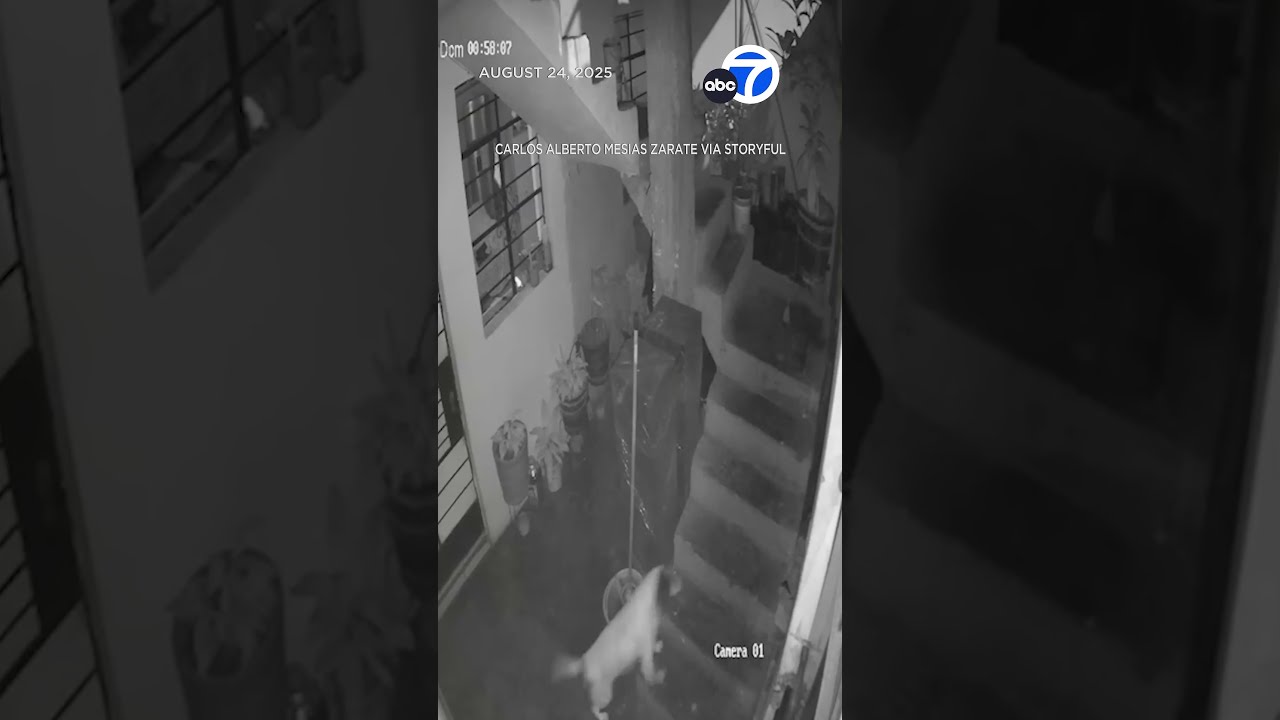 Hero Dog Diffuses Dynamite Thrown Into Yard Saves Family