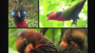 Papua New Guinea, Pacific Islands travel destination