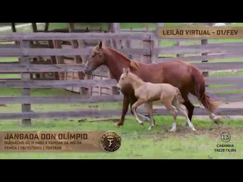 Lote 42 - Jangada Don Olímpio