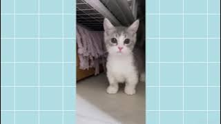 Kore Nani Neko | Tiktok Cat Video | これの何？これの何？猫