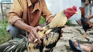 Download Lagu HARGA MURAH TAPI BUKAN MURAHAN BOS‼️AYAM BANGKOK PASAR SUMPIUH BANYUMAS MP3