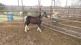 Comferts Eye Best Dressed, 2014 ASPC colt, Comfert Shetlands