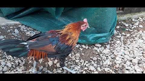 พ่อพันป่า100 qaib qus 100 1/9/2021