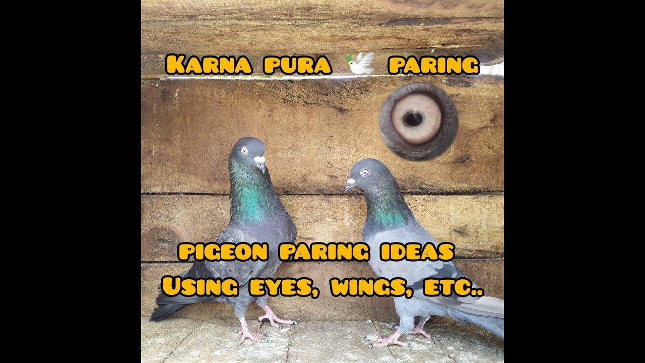 Karnapura paring ideas 🕊️🕊️💡#pigeon #karna #karnapuraparing #sploft 