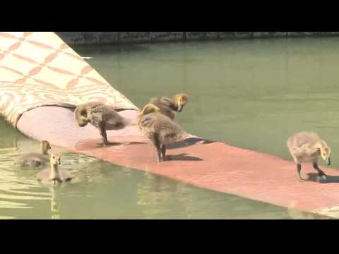 Video: Pet Scoop: Geese Diselamatkan Dari Pond kering, Mutasi Gen Ditemui di Newfoundlands