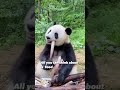 Signs you are a panda cutenessoverload