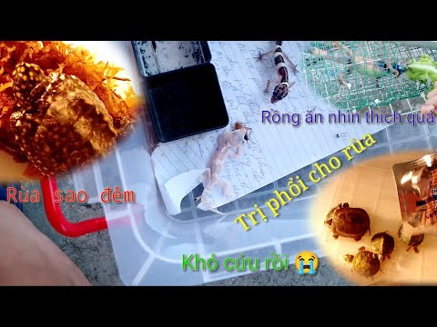 Video Mua thêm 1 con rùa mới cực đẹp , đag trị bệnh cho... - youtube
