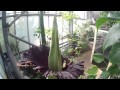 Blooming Titan Arum!