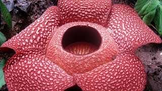 Top 10 most unusual plants in the world