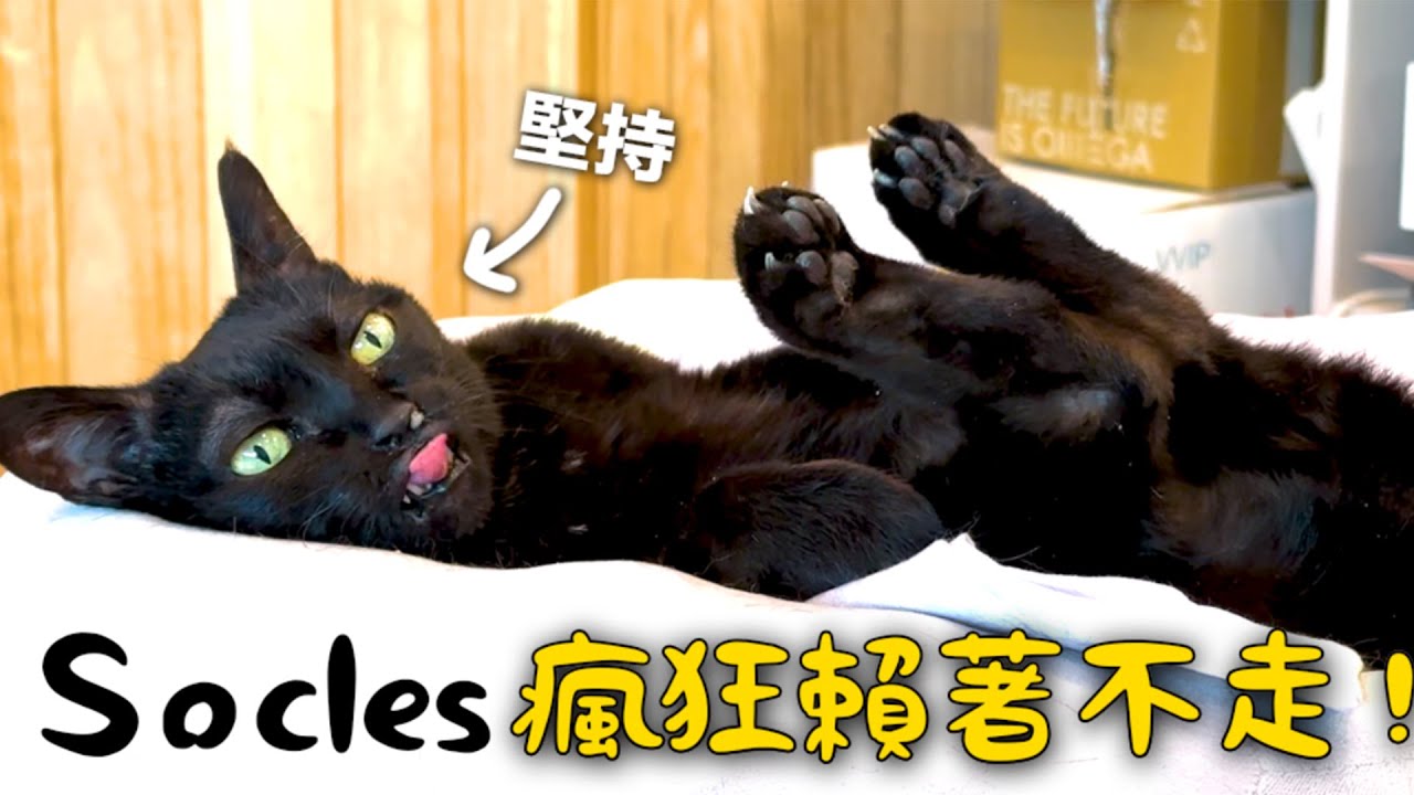 【黃阿瑪的後宮生活】Socles瘋狂賴著不走！三腳近況報告～