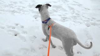 Brenda, A 2-Year-Old Pit Bull Terrier Mix Available For Adoption At The Wisconsin Humane Society