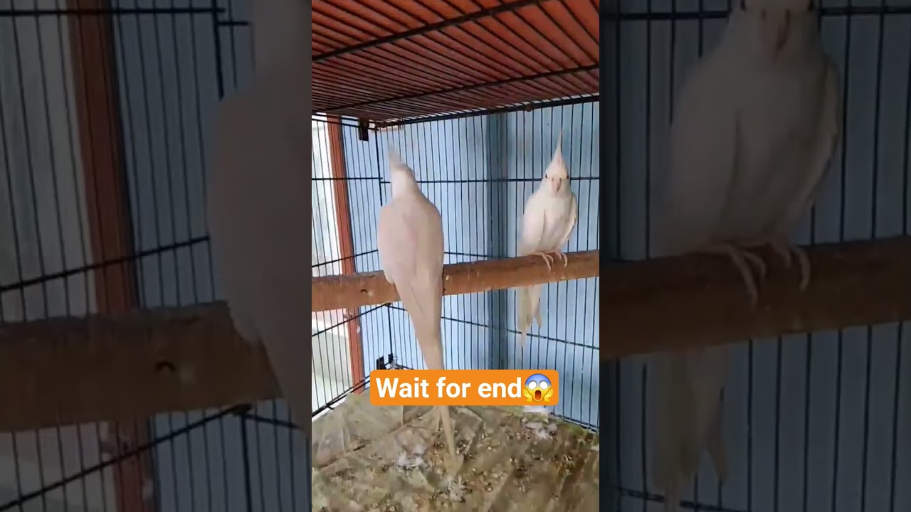 Watch #birds #song #viral #parrot #cocktail #wildlife #birdslovers #shortsfeed #shorts #shortvideo on YouTube Watch #birds #song #viral #parrot #cocktail #wildlife #birdslovers #shortsfeed #shorts #shortvideo on YouTube