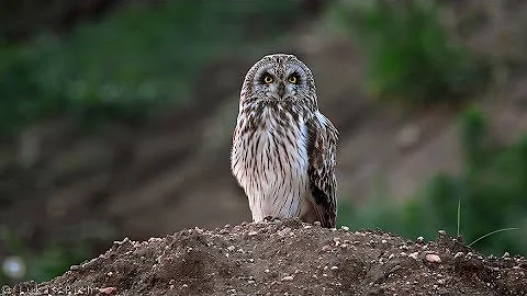 Bird sounds – Short-eared owl (Asio flammeus)