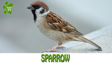 The Sparrow