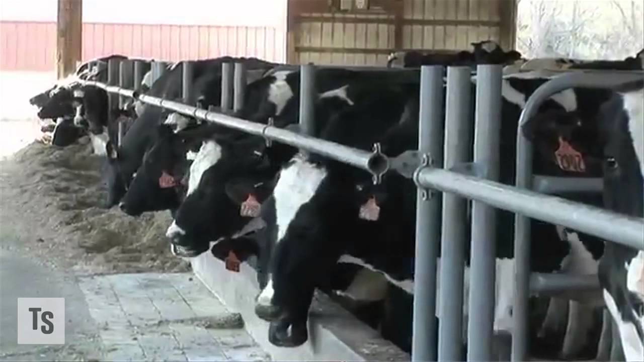 WhiteWave Will Satisfy IPO Performance Hunger