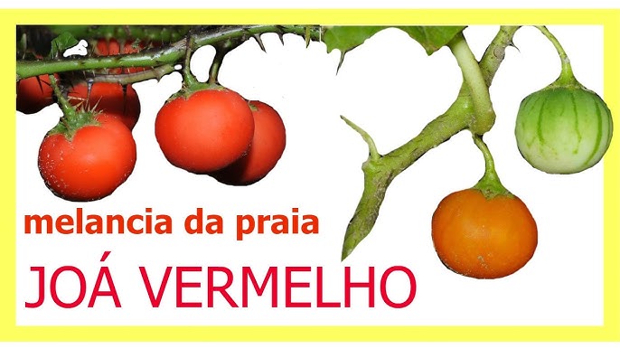 Arrebenta cavalo / Planta que você tem que que conhecer 