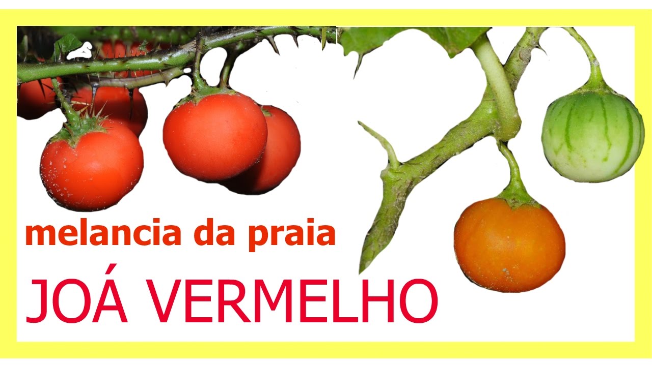 JOÁ VERMELHO (solanum ciliatum)