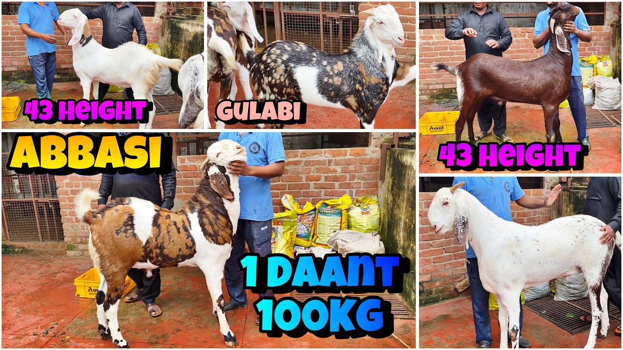 1 DAANT 100KG GUJRI🤯MUNNA Bhai ABBASI Goat Farm ke TOP Quality Gujri for sale in Jaipur Rajasthan