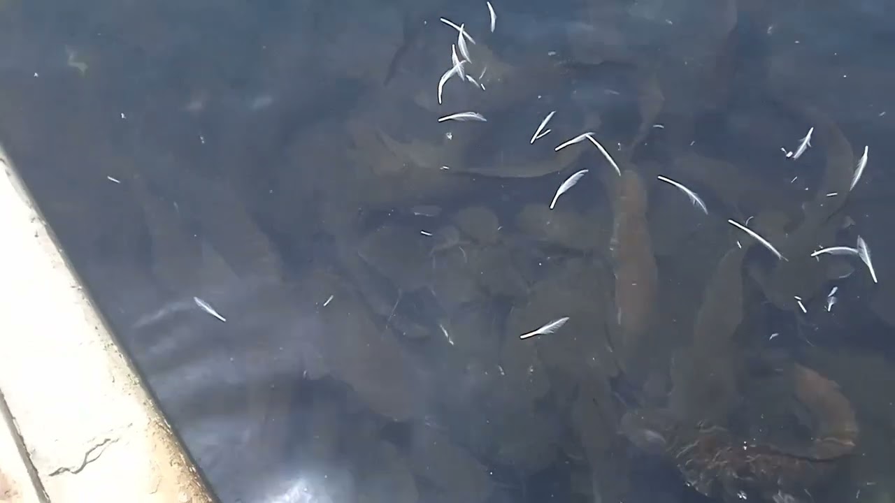 Африка лакка балик чоавоклари сотилади+998333419681