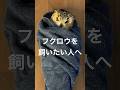 フクロウを飼いたい人へ #フクロウ #owl #owlgaru