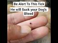 Remove Tick From Dog😇😇 #dog #pets #puppy #animals #cute