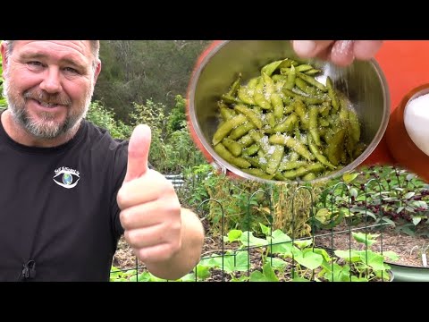 Growing Edamame from Seed to Plate | Backyard Soybeans