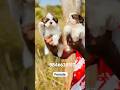 ShihTzu puppies available in kerala #shorts