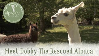 Dobby the rescue Alpaca gets a haircut!