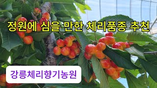 정원에 심을 만한 체리 품종 추천