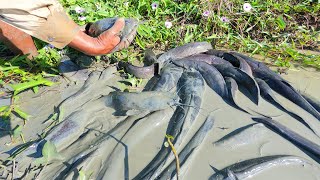 amazing fishing unique! a fisherman catch a lot of fish in mud at field when little water by hand