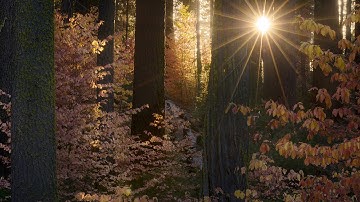 How to create a Sunstar in your photos