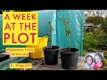 Potting up buddleia cuttings street finds gravel tray swap bed tidying  chat 814 april 24