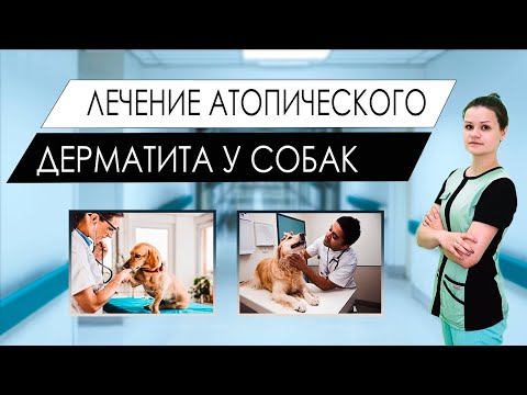 Лечение атопического дерматита у собак, ветеринарная дерматология,  отит у собаки