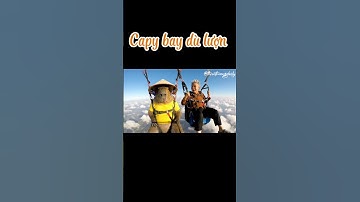 Phần 39: Capy bay dù lượn #thientruongdaily #funny #capybara #videoai