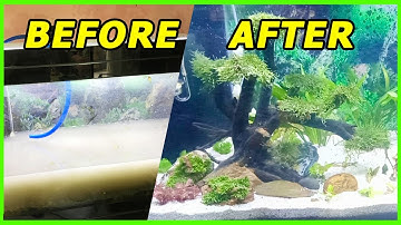 Hồ Thuỷ Sinh Bị Đục Nước - Nguyên nhân cách khắc phục? Quá trình Setup Bể Thủy Sinh nước trong vắt